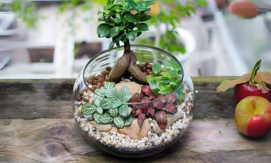 Tiểu cảnh mini để bàn là những chậu nhỏ, bên trong có cây, đá, sỏi và các phụ kiện trang trí khác 